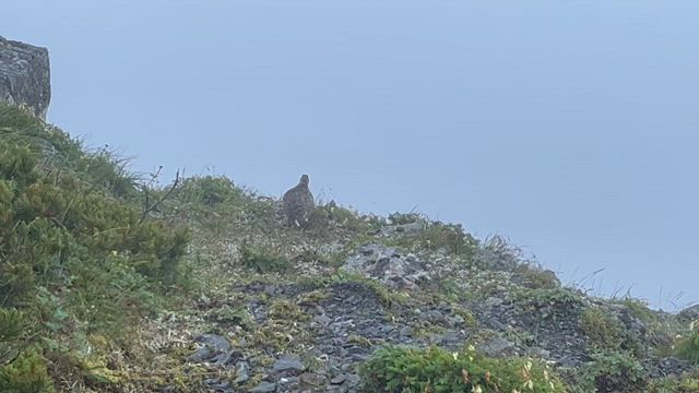 百名山77座目・塩見岳登頂・2日目の記事動画
