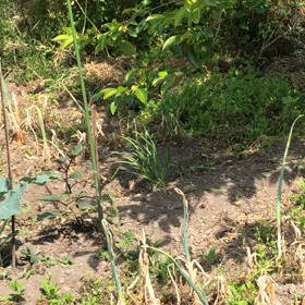 荒れた庭はモンシロチョウの楽園？の画像