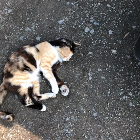 4か月半で発情期を迎えた子猫の画像