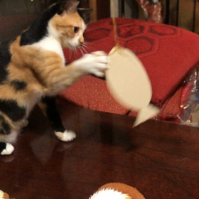 猫が釣れたぞーの画像