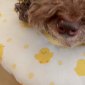 まるこ　その後の画像