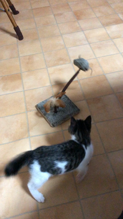 子猫のなーちゃんの記事動画