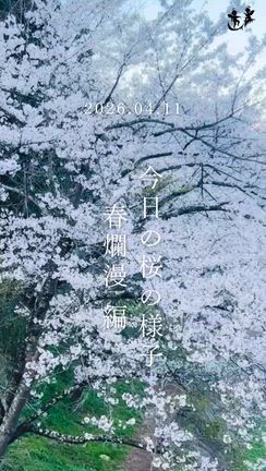 2026.04.11陸郷の山桜（夢の郷エリア）の記事動画