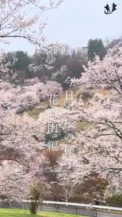 2026.04.10陸郷の山桜（夢の郷エリア）の記事動画