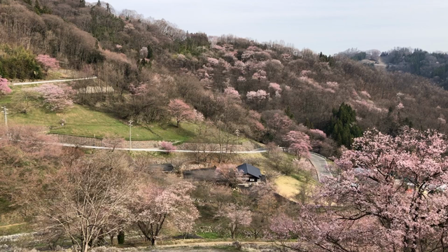2022.04.11陸郷の山桜　見頃に近いの記事動画