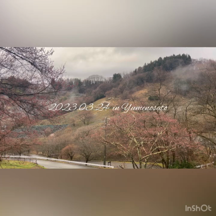 2023.03.24陸郷の山桜（夢の郷エリア）#あちこちでサクラサクの記事動画