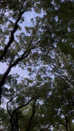 木々に頭を撫でられるという感覚の記事動画