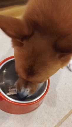 愛犬のうなぎ✨の記事動画