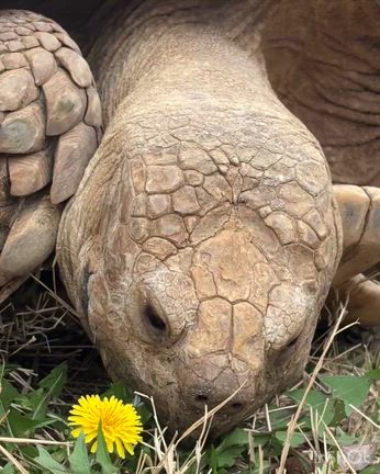 4月の「パンチ君の成長記録」その① 2026の記事動画
