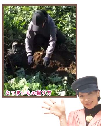 無農薬栽培‼︎さつまいも掘り「自然食レポ」の記事動画