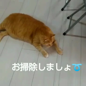 工房のネコちゃんで動画練習➰の画像