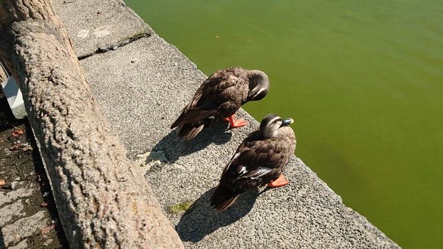 今日からお盆休みですの記事動画