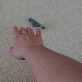 今日も元気なぴーちゃんの画像