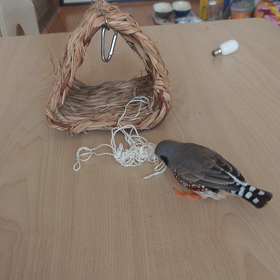がんばるぴーちゃんの画像