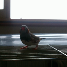 外に出たおーちゃんo(^o^)oの画像