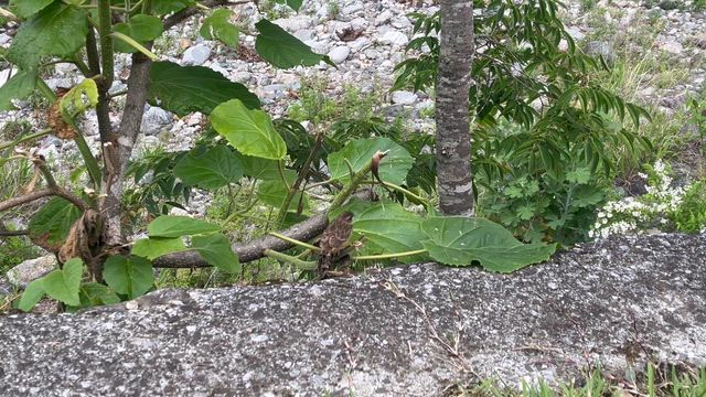 スズメちゃん！（鳥の方の(^^)）の記事動画