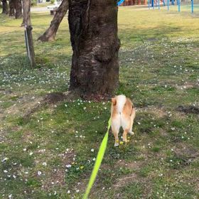 春の散歩の 画像