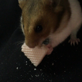 タケのおやつタイムの画像