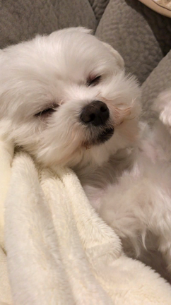 おネムちゃん♡の記事動画