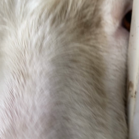 今日の生き物の画像