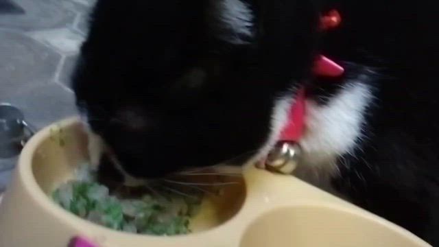 12/21日曜日。最近のことをまとめて。の記事動画