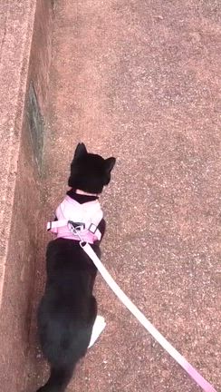 4/28火曜日。ハチとおじいちゃんのお散歩など。の記事動画