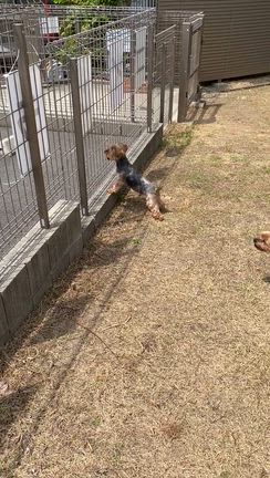ドッグランの記事動画