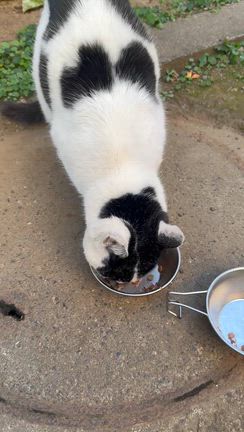 地域猫のお話。動物からは、与える喜びを受け取りますの記事動画
