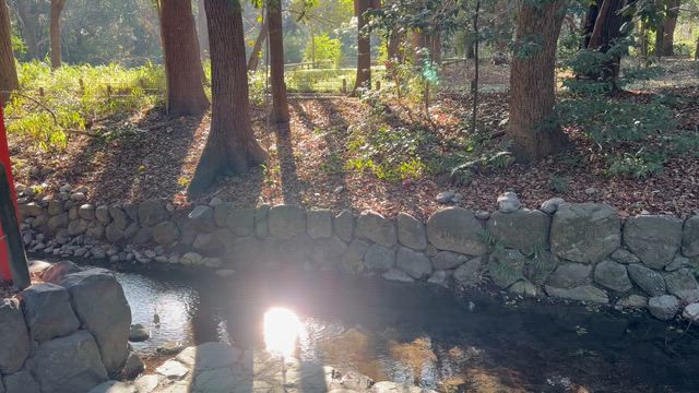 京都の鴨族の足跡　下鴨神社と葵と御生礼神事の記事動画
