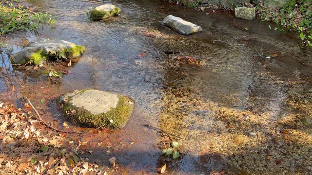 京都の鴨族の足跡　下鴨神社と葵と御生礼神事の記事動画