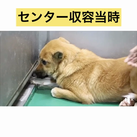 これまでのアルマまとめ。の画像
