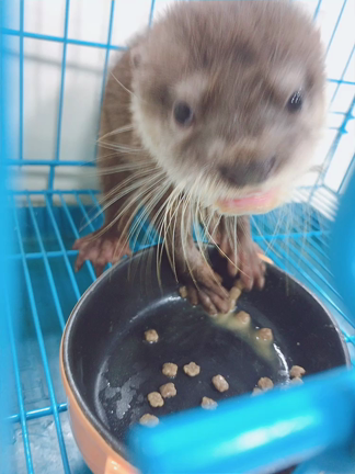 カワウソの記事動画