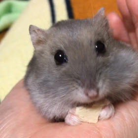 ＊うりむぅ動画＊の画像