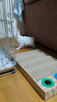 子猫ちゃん復活！の記事動画