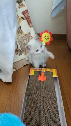 子猫ちゃん復活！の記事動画