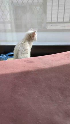 子猫ちゃん復活！の記事動画