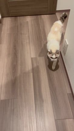 まりんインスリン再開。の記事動画