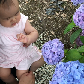 紫陽花が怖い！追加ありの画像