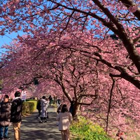 2月なのに、もお満開！の画像