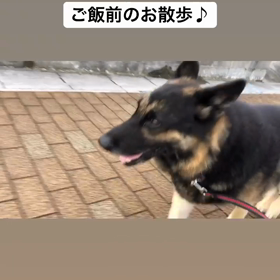 シェパードのセナくん^ ^の画像