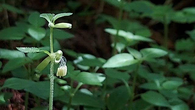 金剛ミステリー　新緑とツツジのわさび谷茶会の記事動画