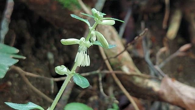 金剛ミステリーツツジオ谷→カトラ谷→寺谷の記事動画