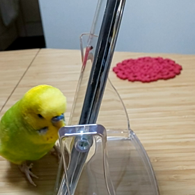 独り占めしたいレモンちゃんの画像