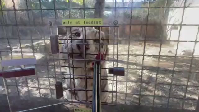 猛獣の餌やりの記事動画