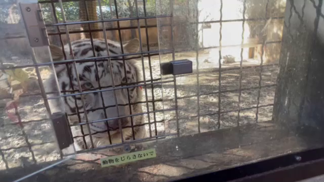 猛獣の餌やりの記事動画