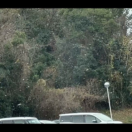 雪が降ってきましたの記事動画