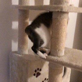 遊ぶ猫＆毛づくろう猫の画像