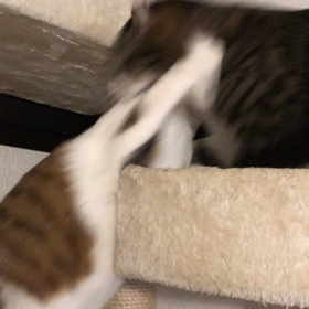 にゃんプロレスの画像