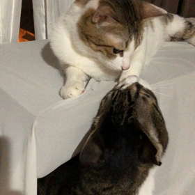 強いおなごの画像