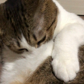 ガジガジの画像